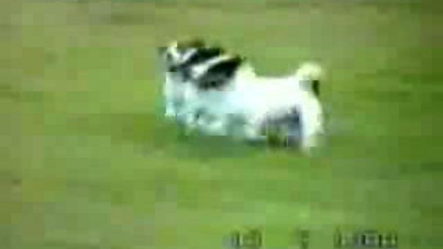 приколы с животными.flv смотреть онлайн