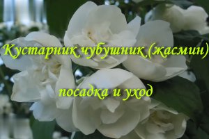 Кустарник чубушник (жасмин) – посадка и уход