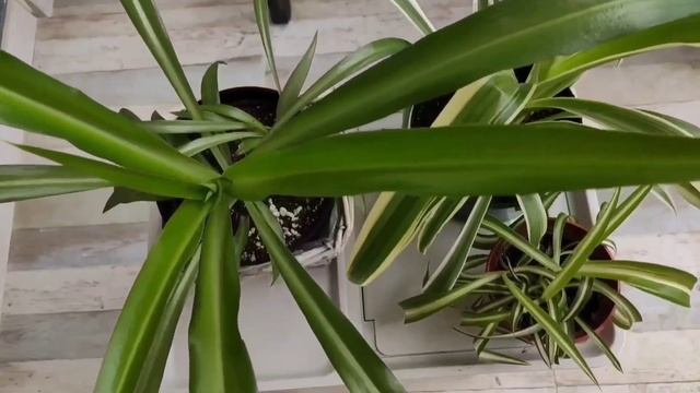 Топ 5 самых быстрорастущих растений в моей коллекции. смотреть онлайн