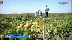 О появлении нового карантинного вредителя бахчевых - дынной мухи в Астраханской области