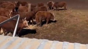 Быки продаются.Быки на откорме.Быки Калмыцкие.Быки и коровы.