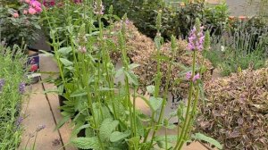 Stachys 'Hummelo' (Betony) // 2019 Perennial Plant of the Year