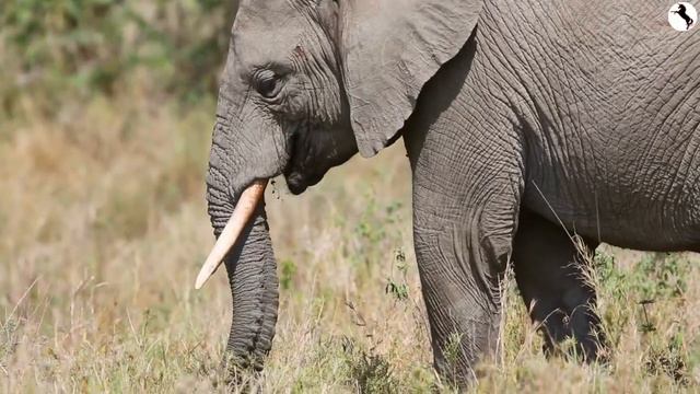 Elephants | African Savanna #2 🐘 | Learn to Read - Animals for Kids Toddlers & Babies | Wild Africa