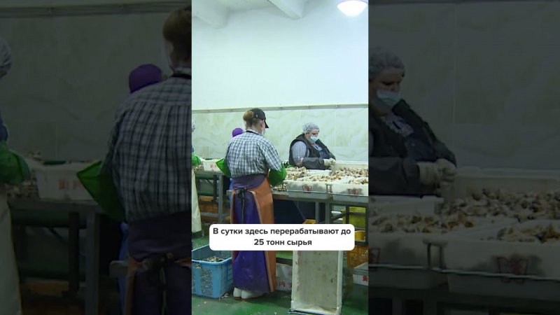 Завод по переработке трубача на Сахалине заготавливает 25 тонн моллюска в день #сахалин