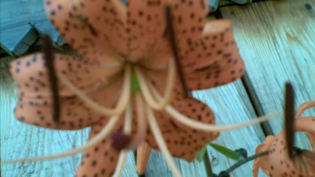 цветы в моём саду.mp4 смотреть онлайн