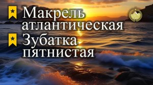 ✮ Норвежское море ✮ Макрель атлантическая ✮ Зубатка пятнистая ✮