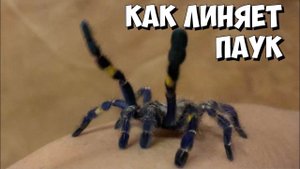 Паук меняет шкуру| Линька паука-птицееда | Ускоренная съёмка