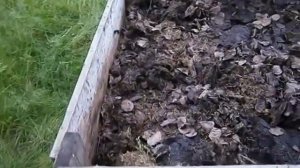 Живой корм для рыб. Кормление карпов.