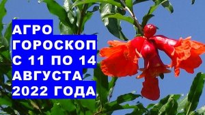 Агрогороскоп с 11 по 14 августа 2022 года