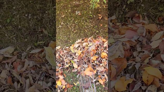 Веерные ГРАБЛИ - использую их не только, чтобы грести листву! Смотрите что еще они могут делать! смотреть онлайн