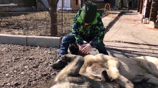 Армянские Волкодавы и Ребёнок! Артём, Гампр Ахиллес и Гампр Луна / haykakan gampr