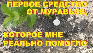 Как избавиться от муравьев на участке. Дешевый и простой способ.