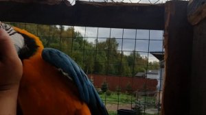 Попугаи ара в уличном вольере Funny parrot macaw