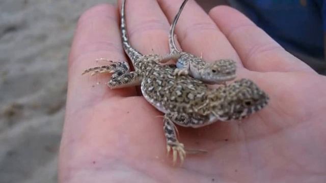 Кочевник 2007. Часть 2. смотреть онлайн