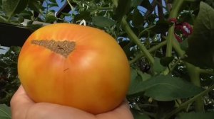 Новинка 2022 года - томат Прелесть Роузы. Очень вкусный! Обзор томата.