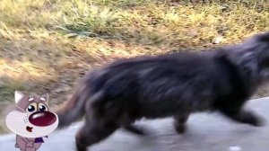 Песня для кота.mp4