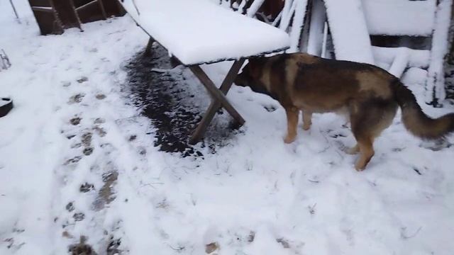 бомбоубежище для собак