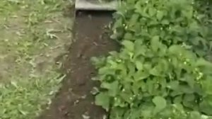 Рыхление междурядий и клубники