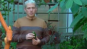 Зелёный участок. Как вырастить авокадо