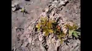 Ремонтантная малина Дабл Голд (Double Gold). Сколько дает поросли.