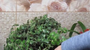 АИХРИЗОН - ЦВЕТОК ОЧЕНЬ ПРОСТОЙ В УХОДЕ