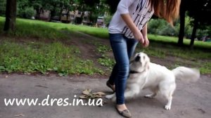 Приучаем щенка к одиночеству