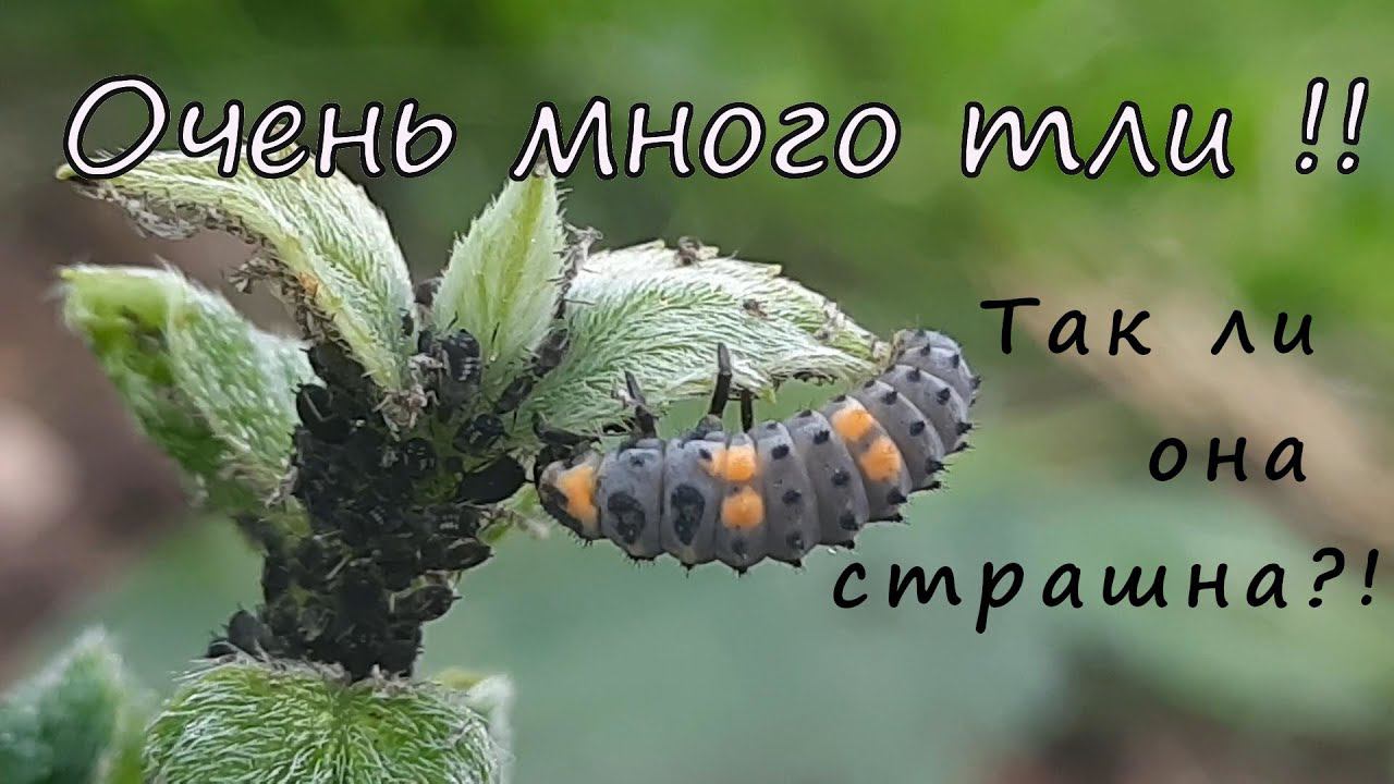 Одно из чудес природы! Божья коровка.
