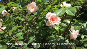 РОЗА Бенджамин Бриттен... РОЗА Benjamin Britten, Generous Gardener.