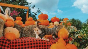 Котята Мейнкуны