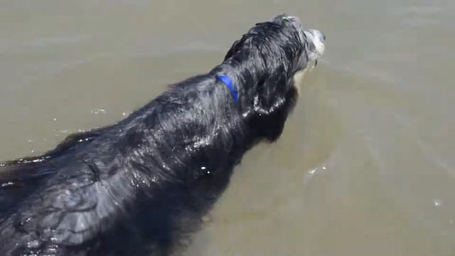 Собаки плавают в озере (вельш корги пемброк и бородая смотреть онлайн