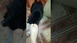 Что делать, когда у кота глисты
