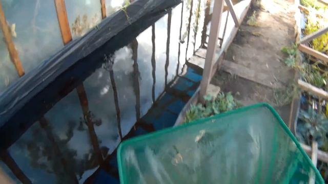 ВЫЛОВ АКВАРИУМНОЙ РЫБКИ С ТЕПЛИЦЫ!!! смотреть онлайн