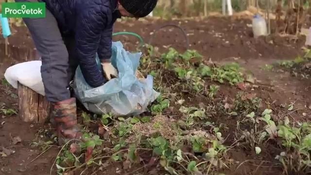 Укрываем землянику садовую на зиму.