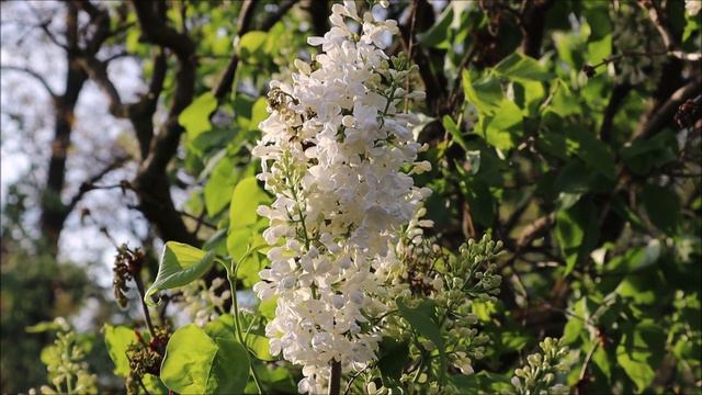 Как Ватикан обул наших архиереев - Олеся Николаева. Рассказы смотреть онлайн