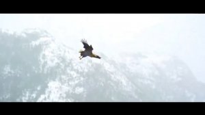 ОРЁЛ против ЯСРЕБА ! КТО СИЛЬНЕЕ ?