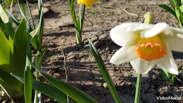 Нарцисс Pink Pride (Пинк Прайд) #нарцисс #PinkPride #нарцисспинкпрайд смотреть онлайн