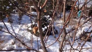 Яблоня урожайная зимой в Забайкалье -40С, дендрологический сад питомник Велес г Чита