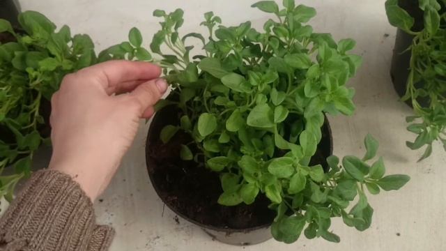 Пересадка ампельной петунии. Уход за ампельной петунией.