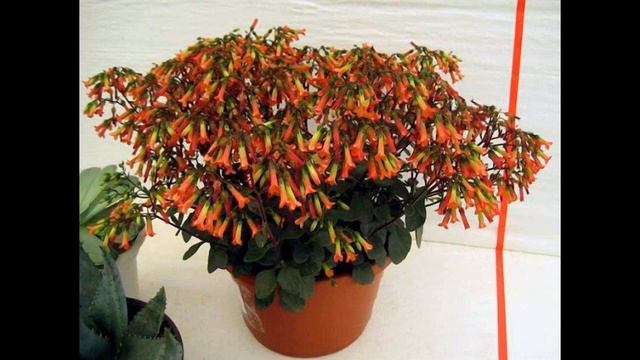 Як прищипувати каланхое-крок за кроком смотреть онлайн