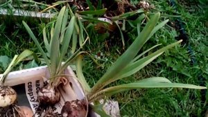 Гиацинты на севере России  Выкапываю луковицы