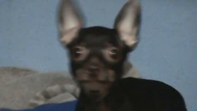 злая собака смотреть онлайн