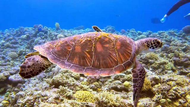 Stunning Aquarium 4K With Relaxing Music - Beautiful Coral Reef Fish In The Ocean - 4K Video