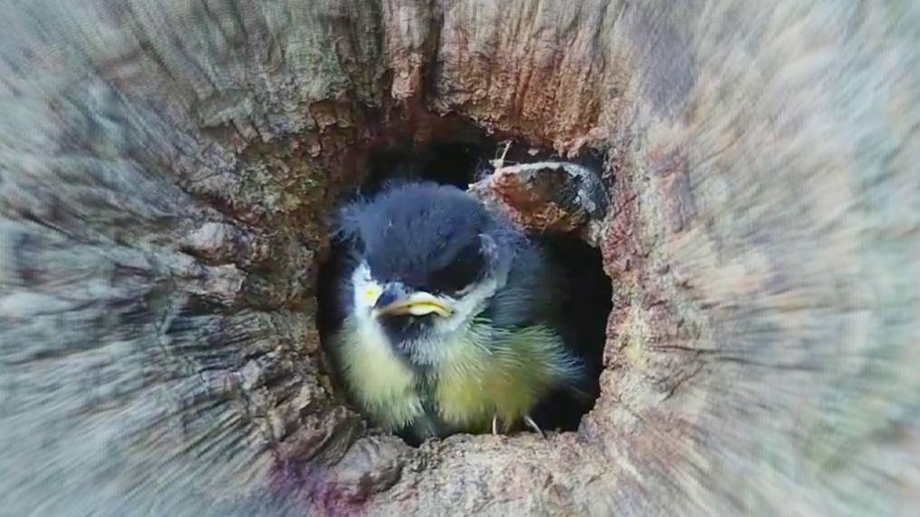 Птенец синицы(слёток) - грозно подаёт свой голос🐦Люберцы. Первый день лета 2021. Архивное видео.