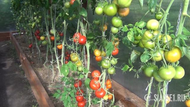 Сияние 1 Опыт применения смотреть онлайн