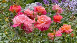 Июль в Саду 31 июля 2023 часть 5