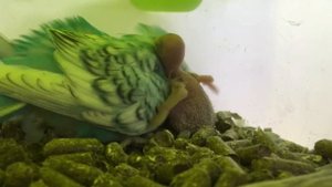 Домик для волнистых попугаев