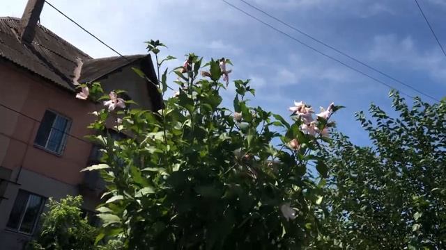 Гибискусы травянистый и древовидный. смотреть онлайн