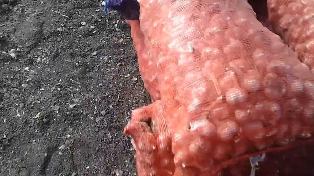 Готовим чеснок к продаже( в новых насках) смотреть онлайн