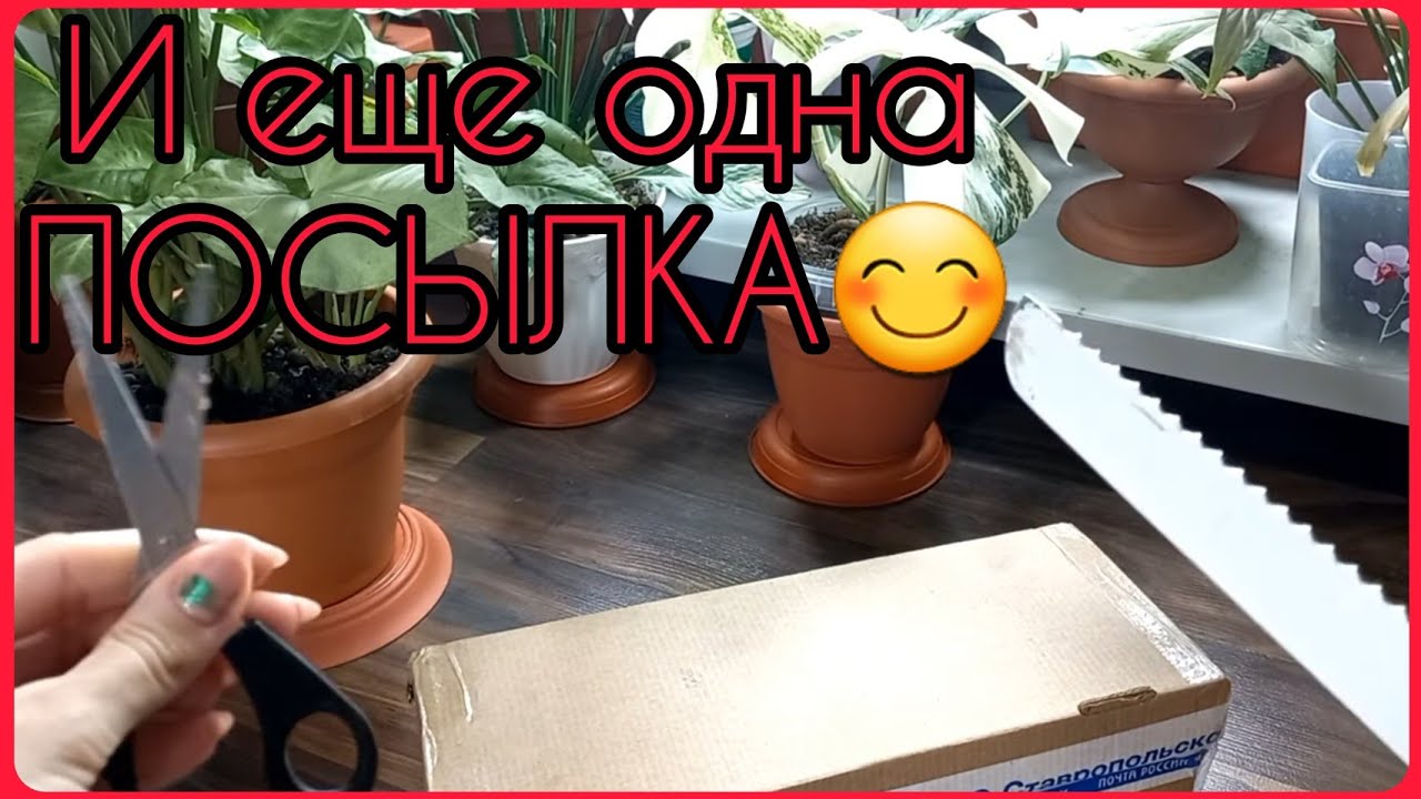 ПОСЫЛКА от @Светланкины цветочки  ?Давняя хотелка+полный сюрприз?♀️Растения из АРОИДНЫХ?
