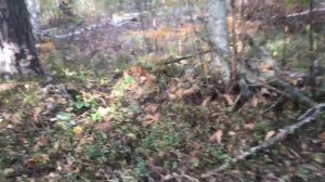 Николаша собирает белопольские грибы и подберёзовик.